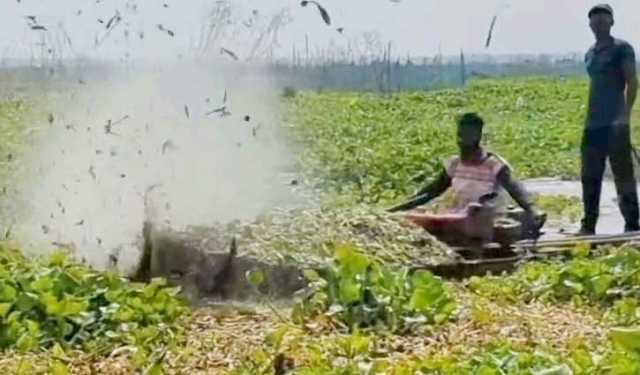 সাড়া ফেলেছে প্রদীপ বিশ্বাসের কচুরিপানা কাটার যন্ত্র