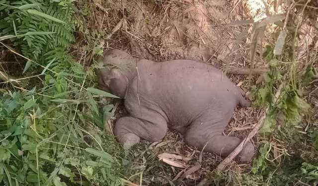 রাঙামাটিতে মুমূর্ষু অবস্থায় হাতির শাবক উদ্ধার