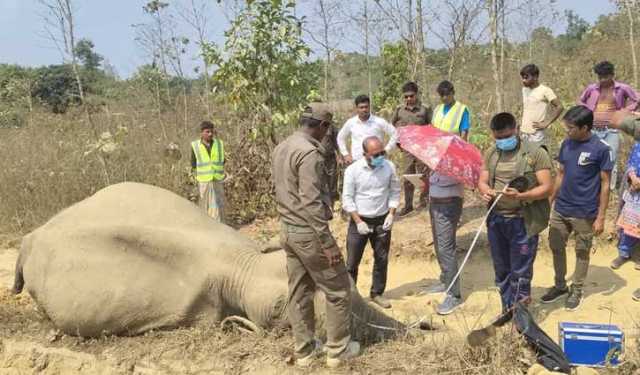 উখিয়ায় সংরক্ষিত বন থেকে মৃত হাতি উদ্ধার