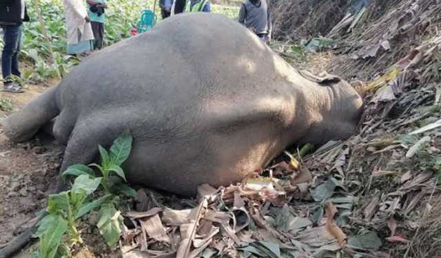 কক্সবাজারে আবারো হাতির মৃত্যু