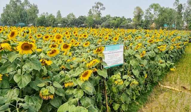 চরাঞ্চলের ভাগ্য বদলাবে বাকৃবি উদ্ভাবিত নতুন তিন পদ্ধতি