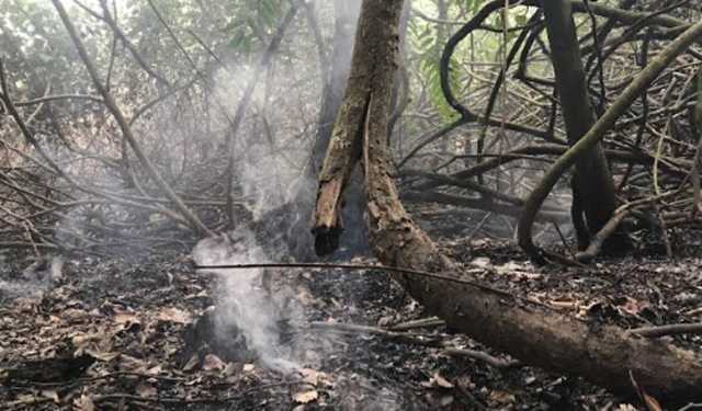 সুন্দরবনে আগুনের তীব্রতা কমলেও নিয়ন্ত্রণে চ্যালেঞ্জ