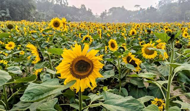 কালীগঞ্জের সূর্যমুখী দেখতে দর্শনার্থীর ভিড়, বাগানে প্রবেশ ফি ৩০ টাকা