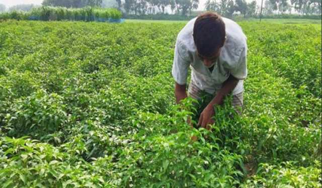 হাওরে কাঁচা মরিচ চাষে লোকসানের মুখে চাষিরা