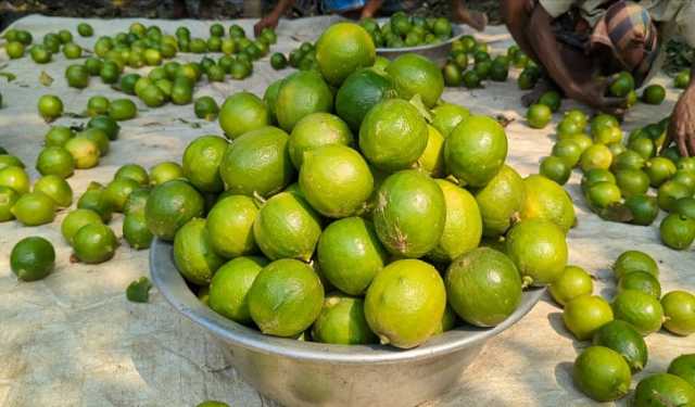 হঠাৎ লেবুর দামবৃদ্ধির পেছনে যে কারণ