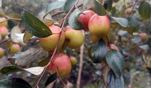 সাতক্ষীরায় বরইয়ের দামে খুশি কৃষক