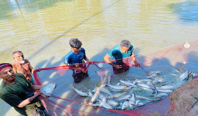 জলবায়ু সহনশীল মাছ চাষে নতুন সম্ভাবনা