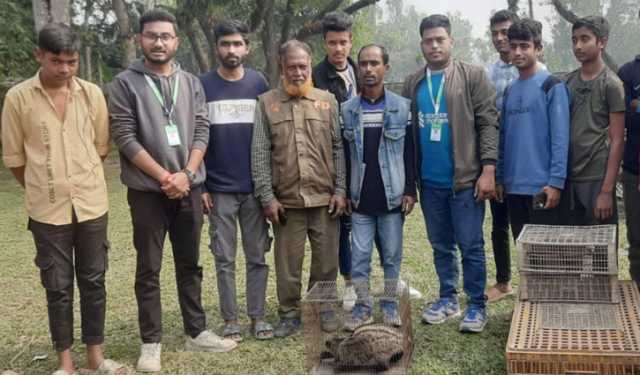 বগুড়ায় বিপন্ন প্রজাতির গন্ধগোকুল উদ্ধার