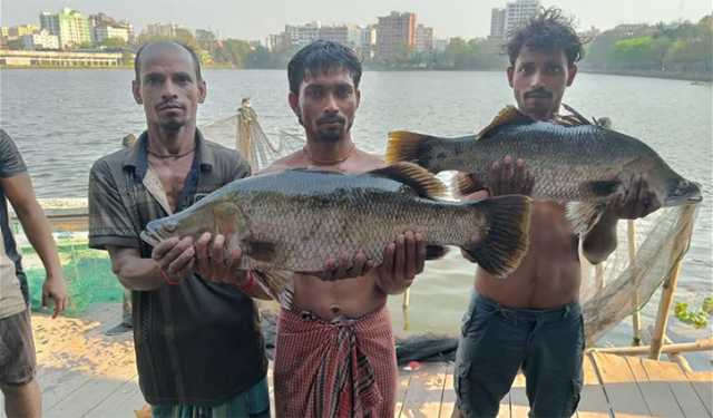 কুমিল্লার ধর্মসাগরে ধরা পড়ছে ৫-৮ কেজির কোড়াল 