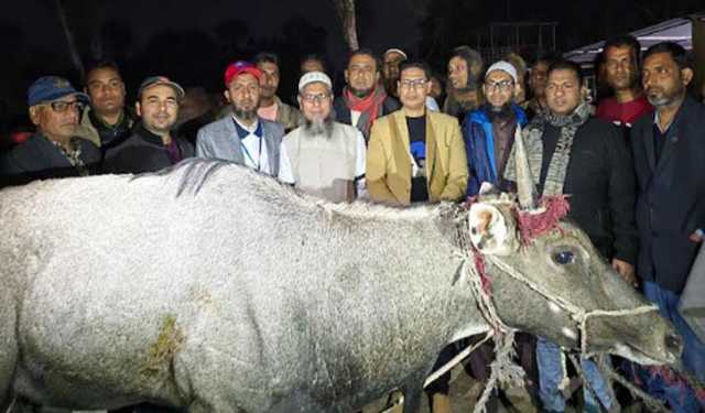 নাটোরে ধরা পড়া নীলগাইটির ঠাঁই হলো গাজীপুর সাফারি পার্কে