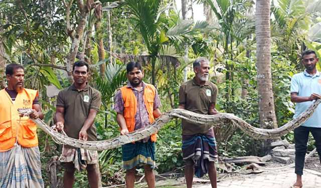 শরণখোলায় ২০ ফুট লম্বা অজগর উদ্ধার