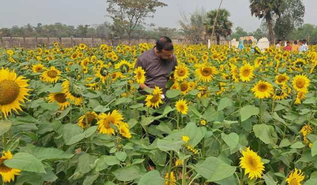 কবিরের শখের সূর্যমুখী বাগান এখন বিনোদন কেন্দ্র