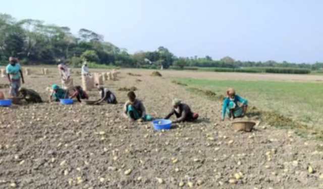 মতলব দক্ষিণে আলুর বাম্পার ফলন, দাম নিয়ে শঙ্কা