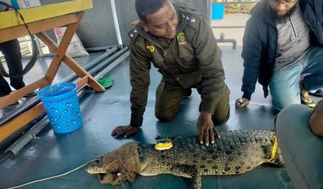 সুন্দরবনে স্যাটেলাইট ট্রান্সমিটারযুক্ত কুমির অবমুক্ত