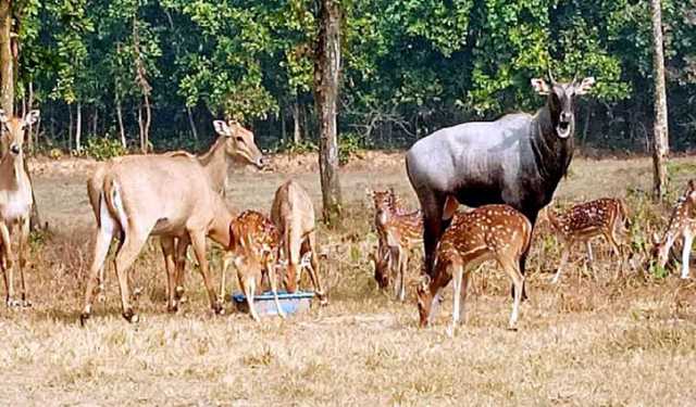 গাজীপুরে পালিয়ে যাওয়া নীলগাইটি উদ্ধার হয়নি