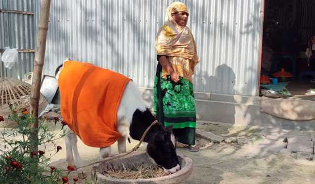 অবশেষে এনজিও থেকে বাছুর বুঝে পেলেন ১০ নারী