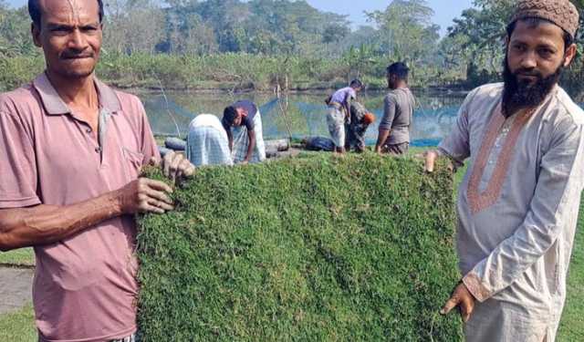 ঘাস চাষে বছরে ১৪ লাখ টাকা উপার্জন মনিরের