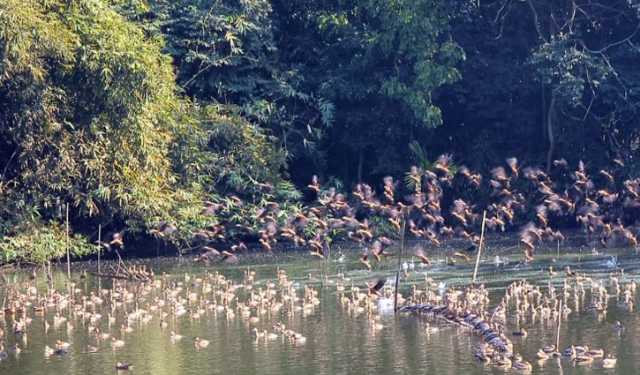 এত পাখি একসাথে আগে কখনো দেখেনি স্থানীয়রা