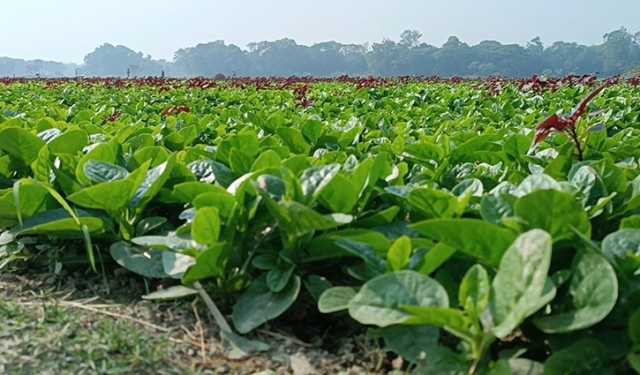 পুঁইশাক চাষে সফল সুফিয়া, আগ্রহী হচ্ছে অন্য কৃষকরাও