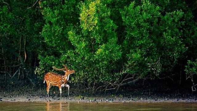 হরিণের সাড়ে তিন মণ মাংস ফেলে পালিয়েছে শিকারিরা