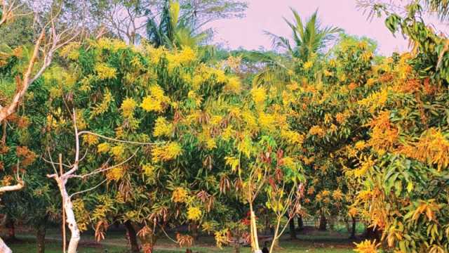 মুকুলে ছেয়েছে গাছ স্বপ্ন বুনছেন চাষি