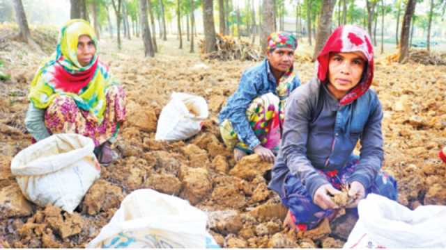 পাতা খুঁটে মজুরি পান পুরুষের অর্ধেক