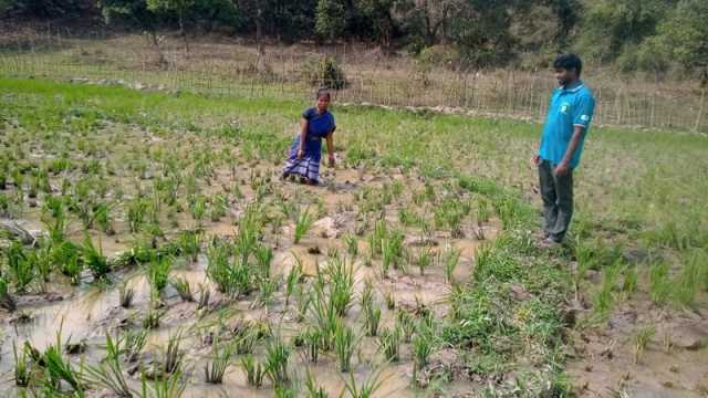 বোরো ক্ষেতে হাতির হানা