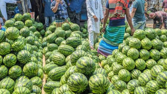 জমজমাট তরমুজ আড়ত দিনে বিক্রি কোটি টাকা