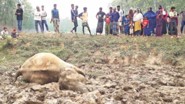 শেরপুরে বৈদ্যুতিক ফাঁদে হাতির মৃত্যু কৃষক গ্রেপ্তার