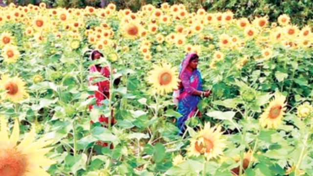 কিষানির ‘সূর্যমুখী স্বপ্ন’