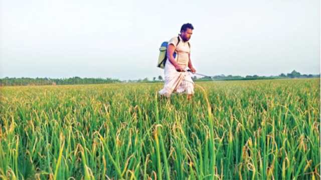 পেঁয়াজের দুই-তৃতীয়াংশ ক্ষেতে হঠাৎ দুর্যোগ