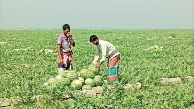 কৃষকের ১৫০ টাকার তরমুজ বাজারে ৫০০