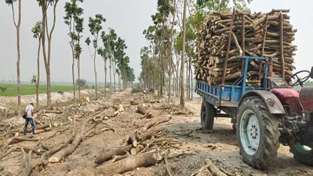 কড়াই বিলে ৫০০ গাছ কাটার উদ্যোগ