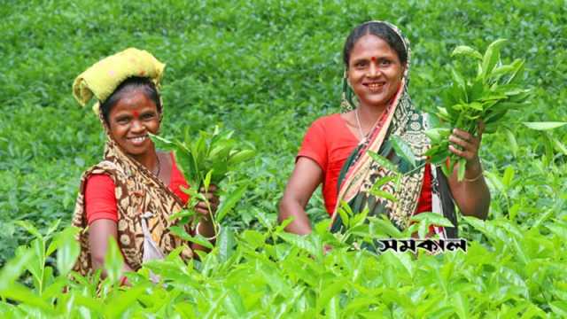 ১১ দফা দাবিতে চা শ্রমিকের স্মারকলিপি