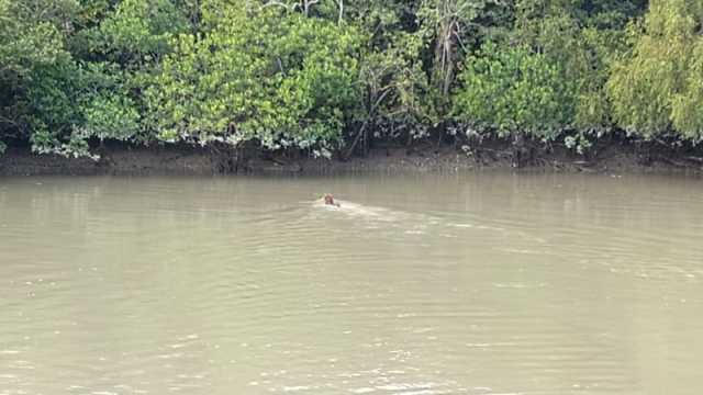 সুন্দরবনে আবারও বাঘের দেখা পেলেন দর্শনার্থীরা