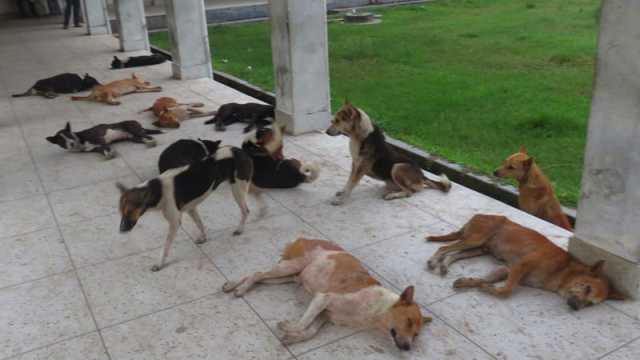 পাগলা কুকুরের কামড়ে নারী-শিশুসহ আহত ৪০