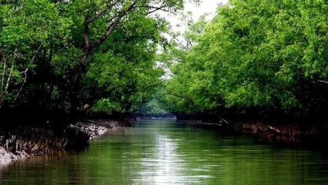 সুন্দরবন দিবস পালনে খুলনাসহ ৫ জেলায় প্রস্তুতি