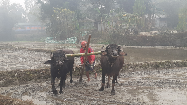 তেঁতুলিয়ায় তাপমাত্রা কমে ১০ ডিগ্রির ঘরে