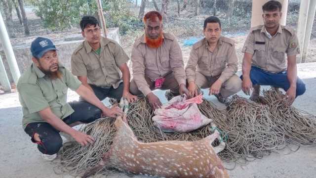 মাংসসহ মৃত হরিণ ও ৪৮০টি ফাঁদ উদ্ধার