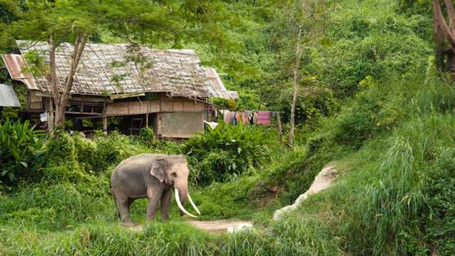 থাইল্যান্ডে বন্যহাতির প্রজনন বাড়ছে, বিপাকে বাসিন্দারা