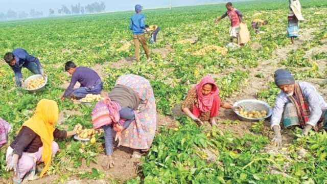 আলুর দামে নাকাল, এবার হিমাগারের গ্যাঁড়াকল