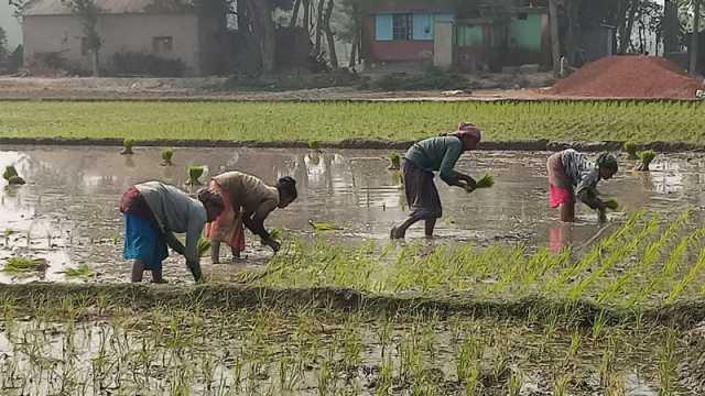 নারীরা ঝুঁকছেন কৃষিশ্রমে মজুরি নিয়ে অসন্তোষ