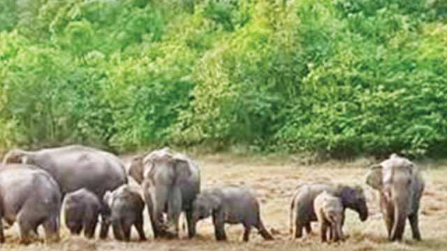 খাদ্য সংকটে লোকালয়ে হাতি