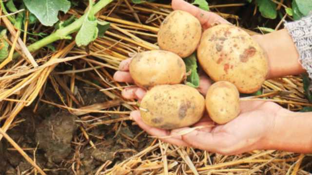 আলুর ফলন বৃদ্ধিতে আশা দেখাচ্ছে বিনা চাষ পদ্ধতি