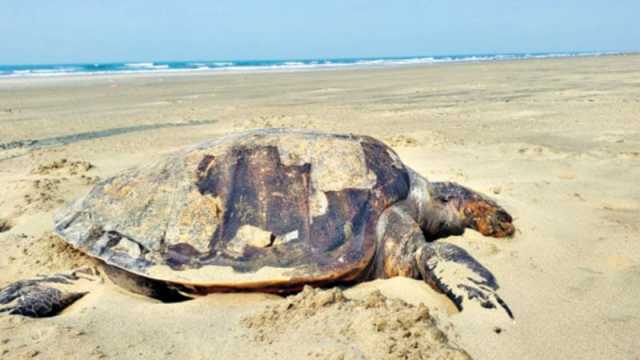 মা হতে এসে প্রাণ হারাচ্ছে ওরা