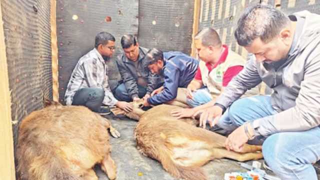 আবার হরিণের চপলতা ডুলাহাজারা সাফারি পার্কে