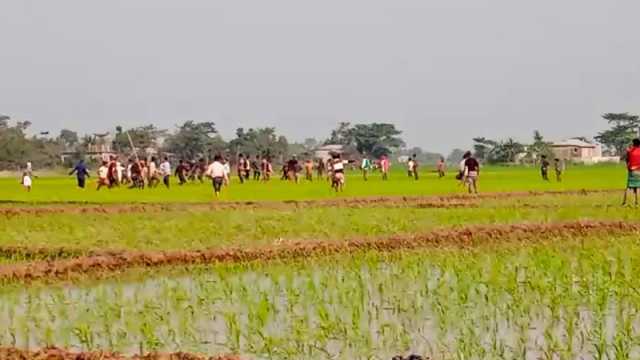 গরুর ধান খাওয়া নিয়ে রক্তাক্ত ৫০ জন