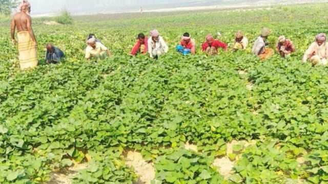 চরের চাষিদের জন্য আশীর্বাদ মিষ্টি আলু