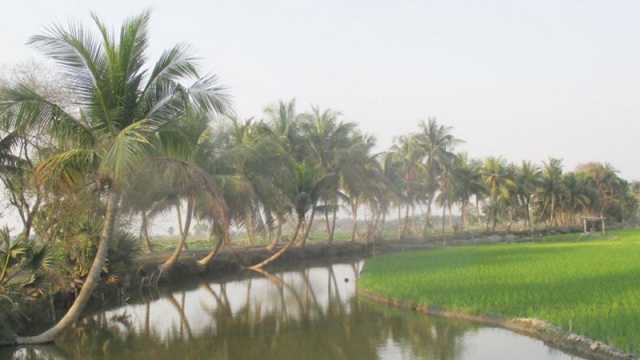 অপরিকল্পিত খাল খননে ১২শ গাছ হুমকিতে