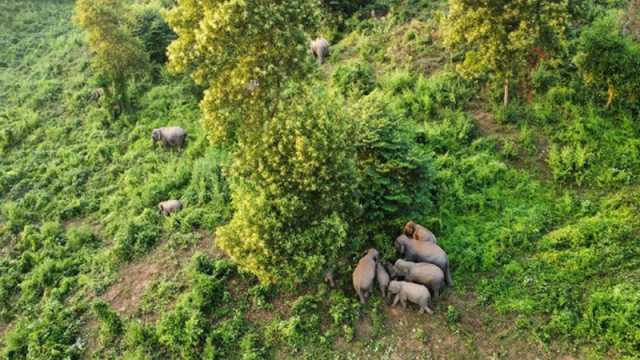 হাতির পাল ফিরল বনে ক্ষত রয়ে গেল মনে